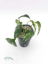 Epipremnum pinnatum ‘Albo - Variegata’ - Florigera