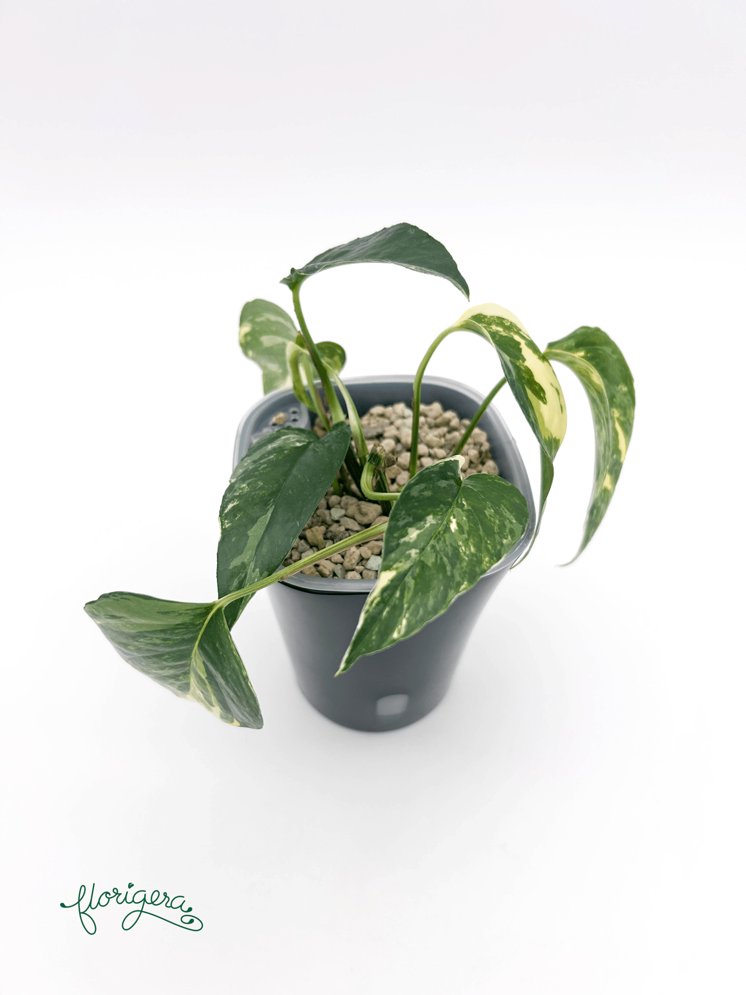 Epipremnum pinnatum ‘Albo - Variegata’ - Florigera