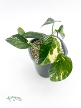 Epipremnum pinnatum ‘Albo - Variegata’ - Florigera