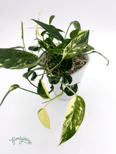 Epipremnum pinnatum ‘Albo - Variegata’ 4 - Florigera