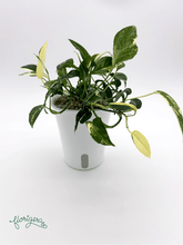 Epipremnum pinnatum ‘Albo - Variegata’ 4 - Florigera