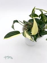 Epipremnum pinnatum ‘Albo - Variegata’ 4 - Florigera