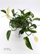 Epipremnum pinnatum ‘Albo - Variegata’ 4 - Florigera