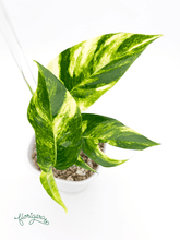 Epipremnum pinnatum &