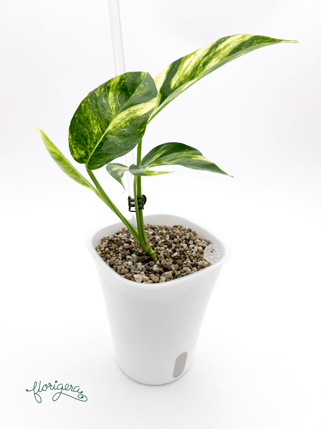 Epipremnum pinnatum &