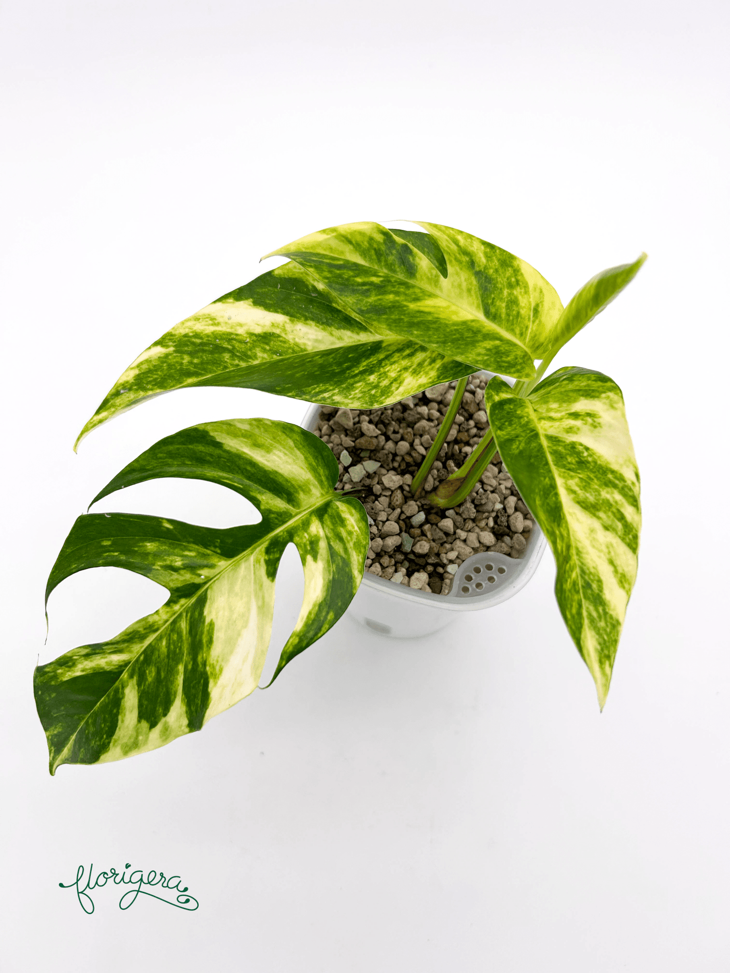 Epipremnum pinnatum &