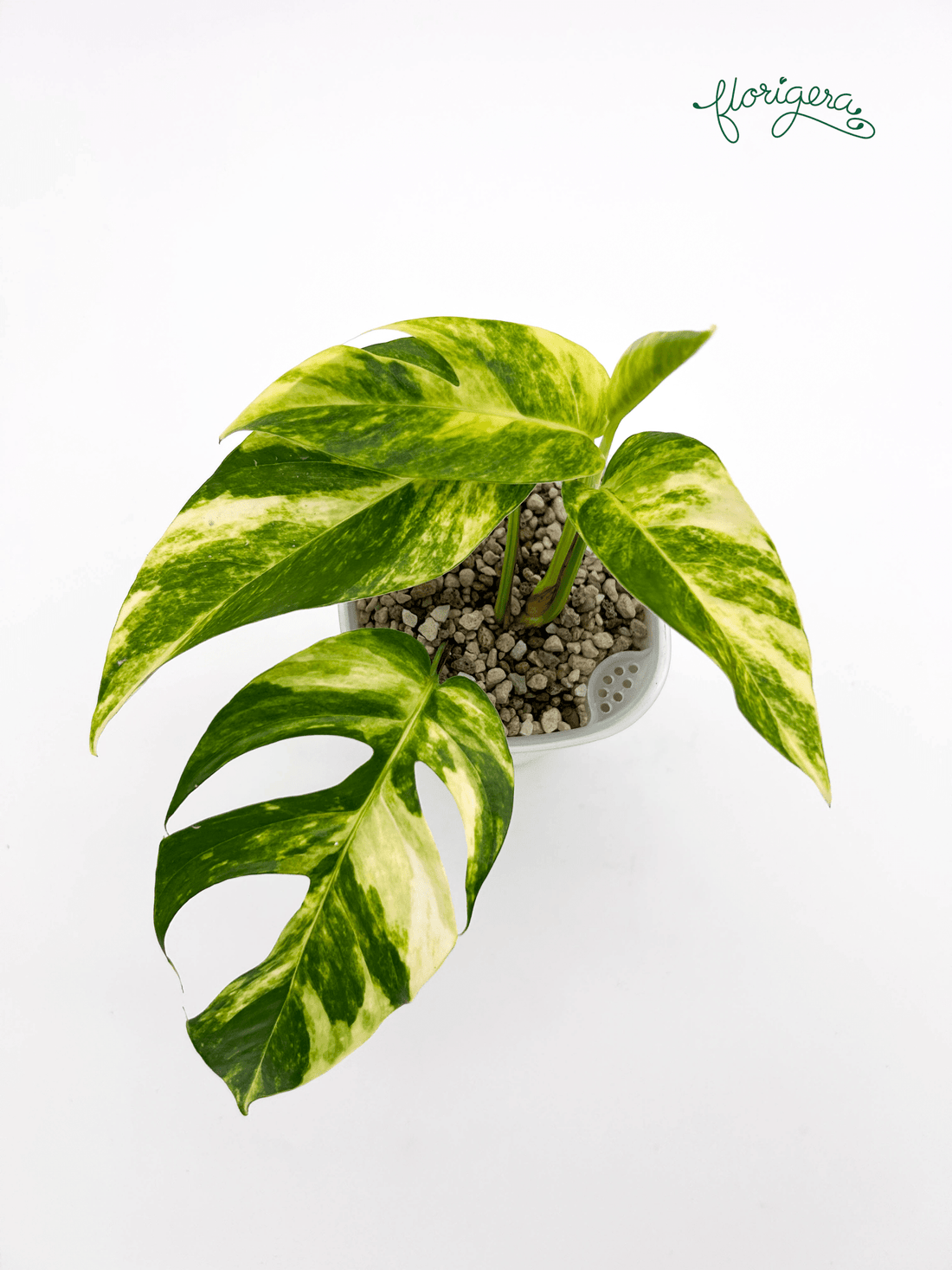 Epipremnum pinnatum &