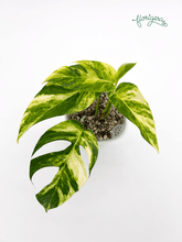 Epipremnum pinnatum &