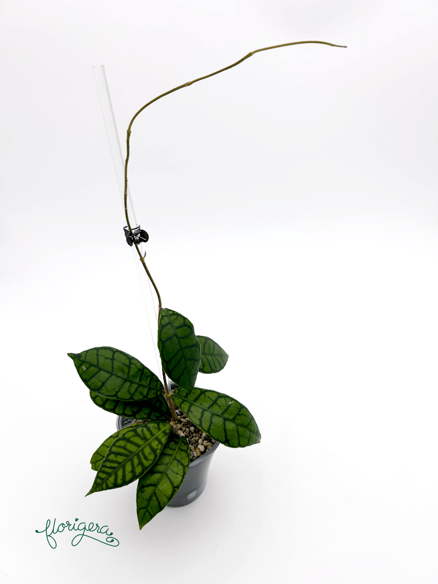 Hoya callistophylla 2 - Florigera