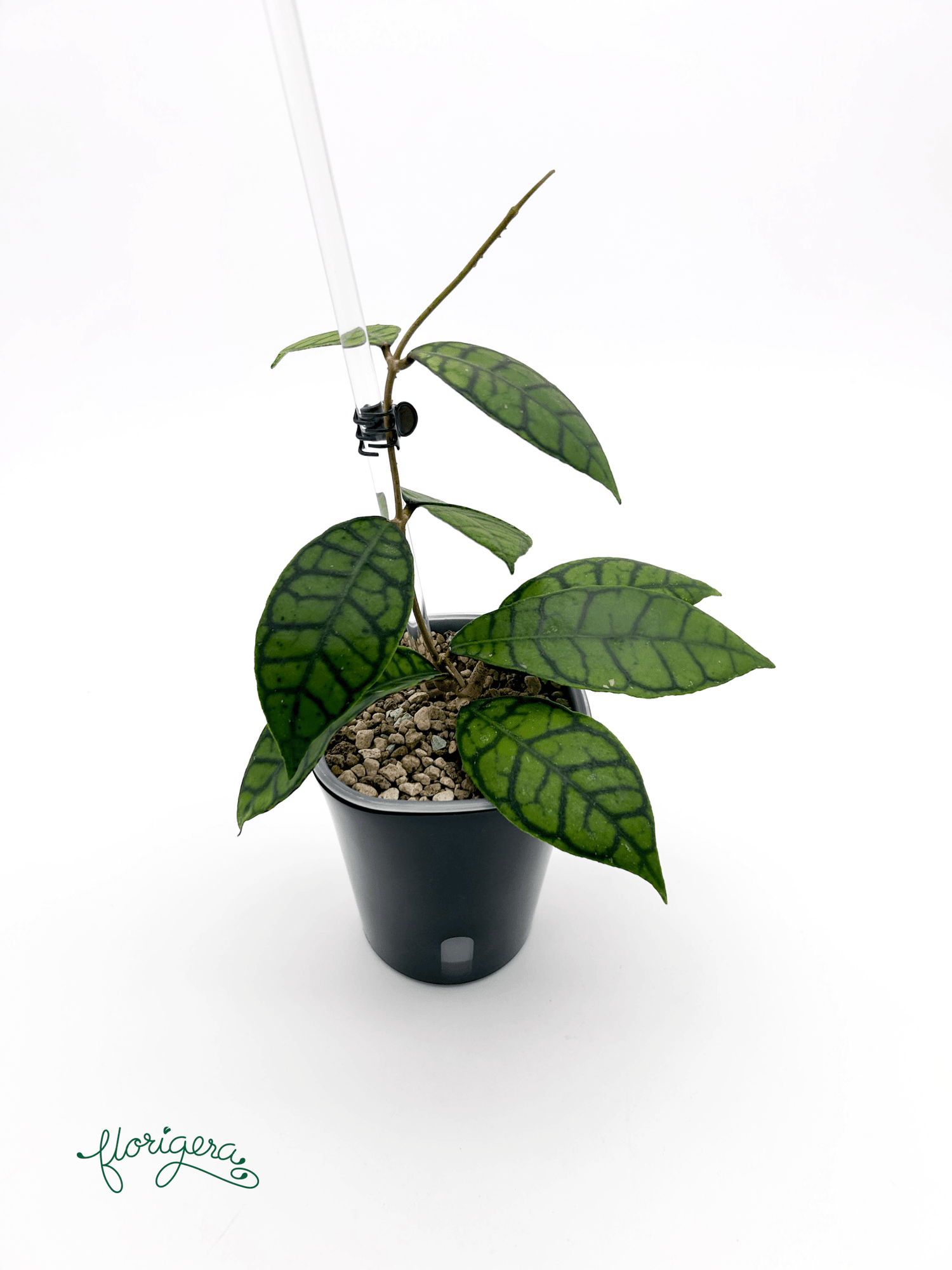 Hoya callistophylla - Florigera