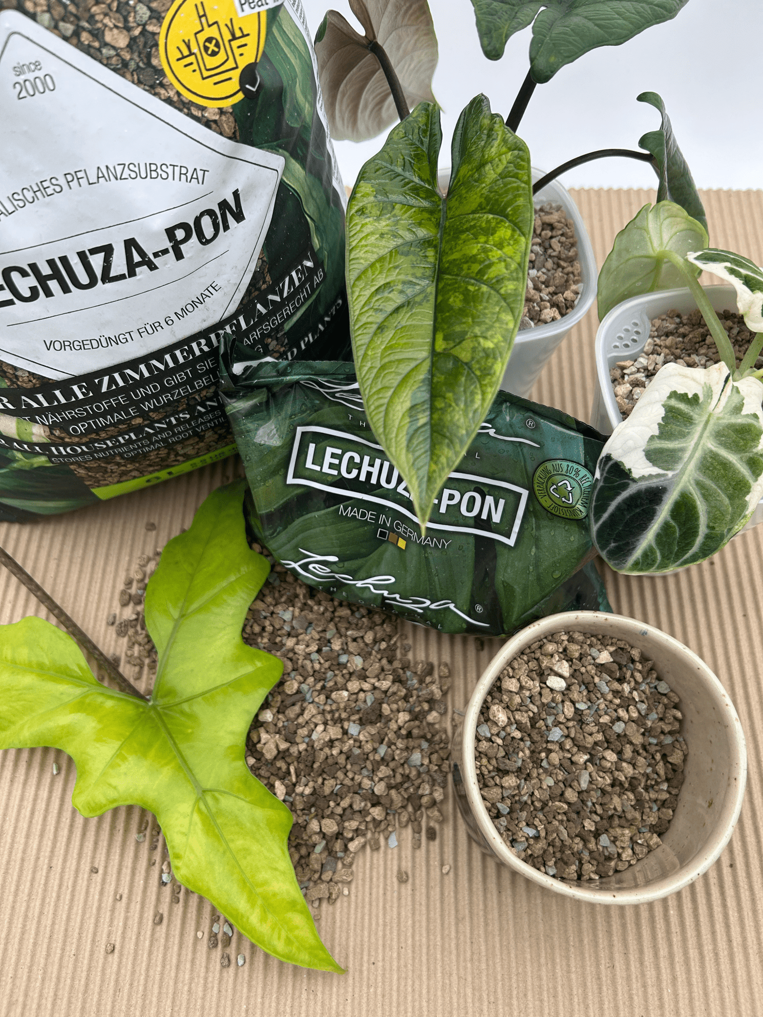 Lechuza Pon - Florigera