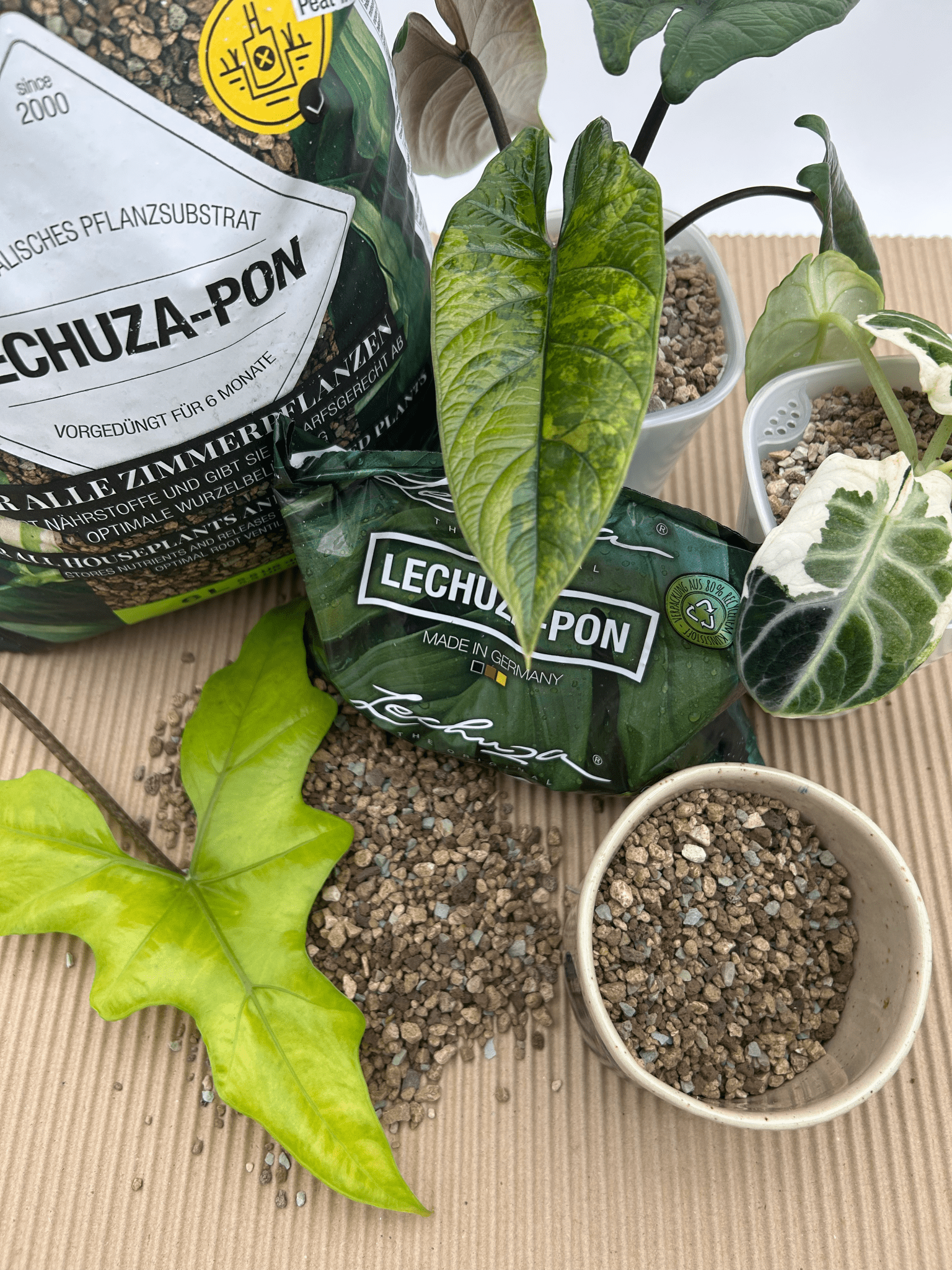 Lechuza Pon - Florigera