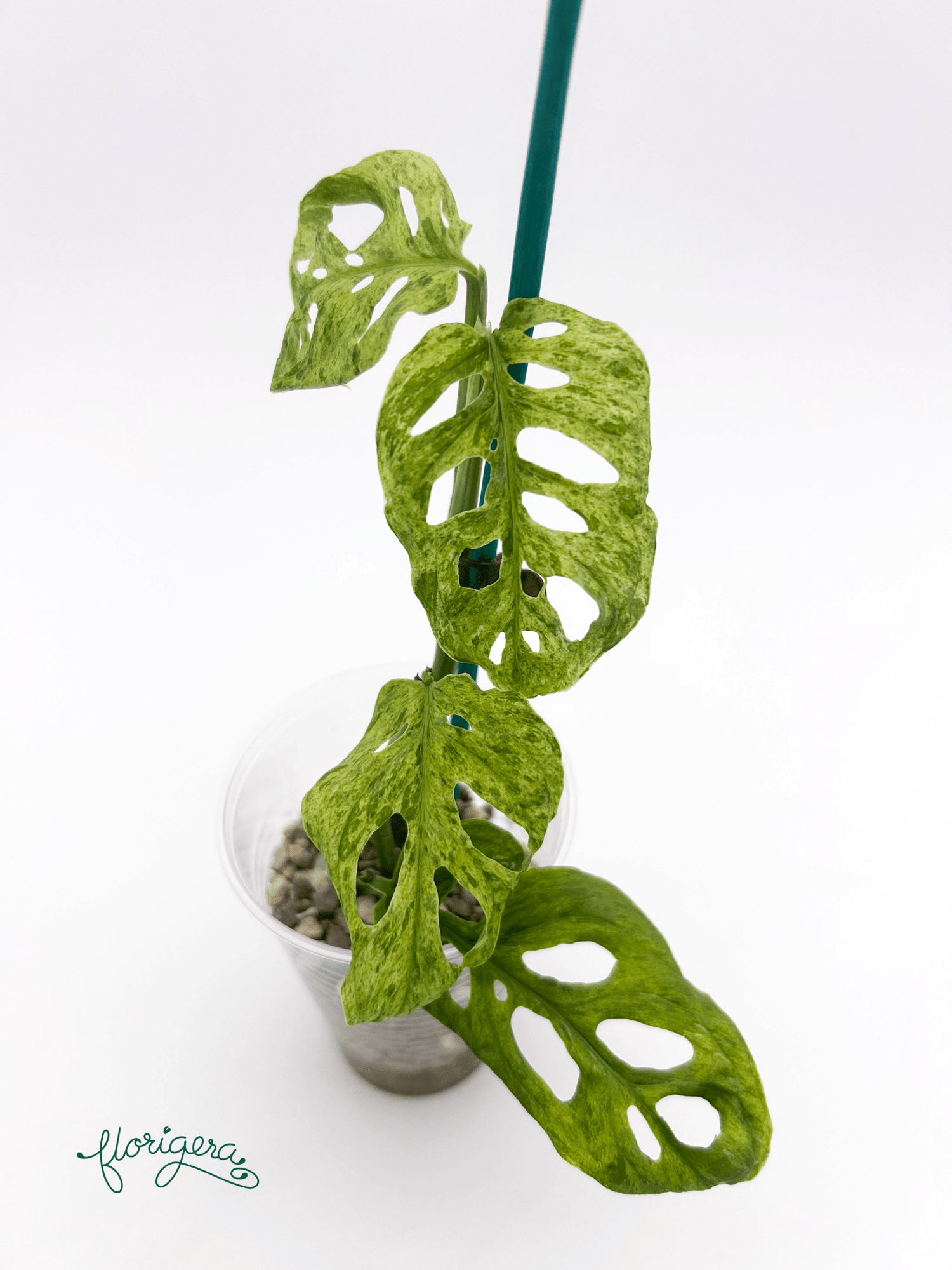 Monstera adansonii ‘Frozen Freckles’ 2 - Florigera