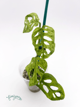 Monstera adansonii ‘Frozen Freckles’ 2 - Florigera