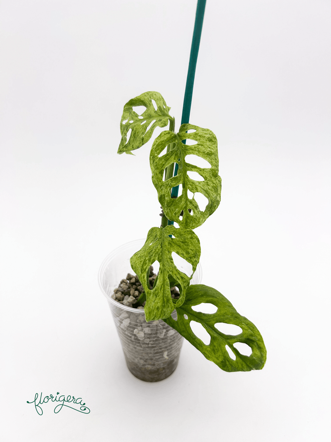 Monstera adansonii ‘Frozen Freckles’ 2 - Florigera