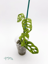 Monstera adansonii ‘Frozen Freckles’ 2 - Florigera