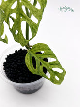 Monstera adansonii ‘Frozen Freckles’ - Florigera