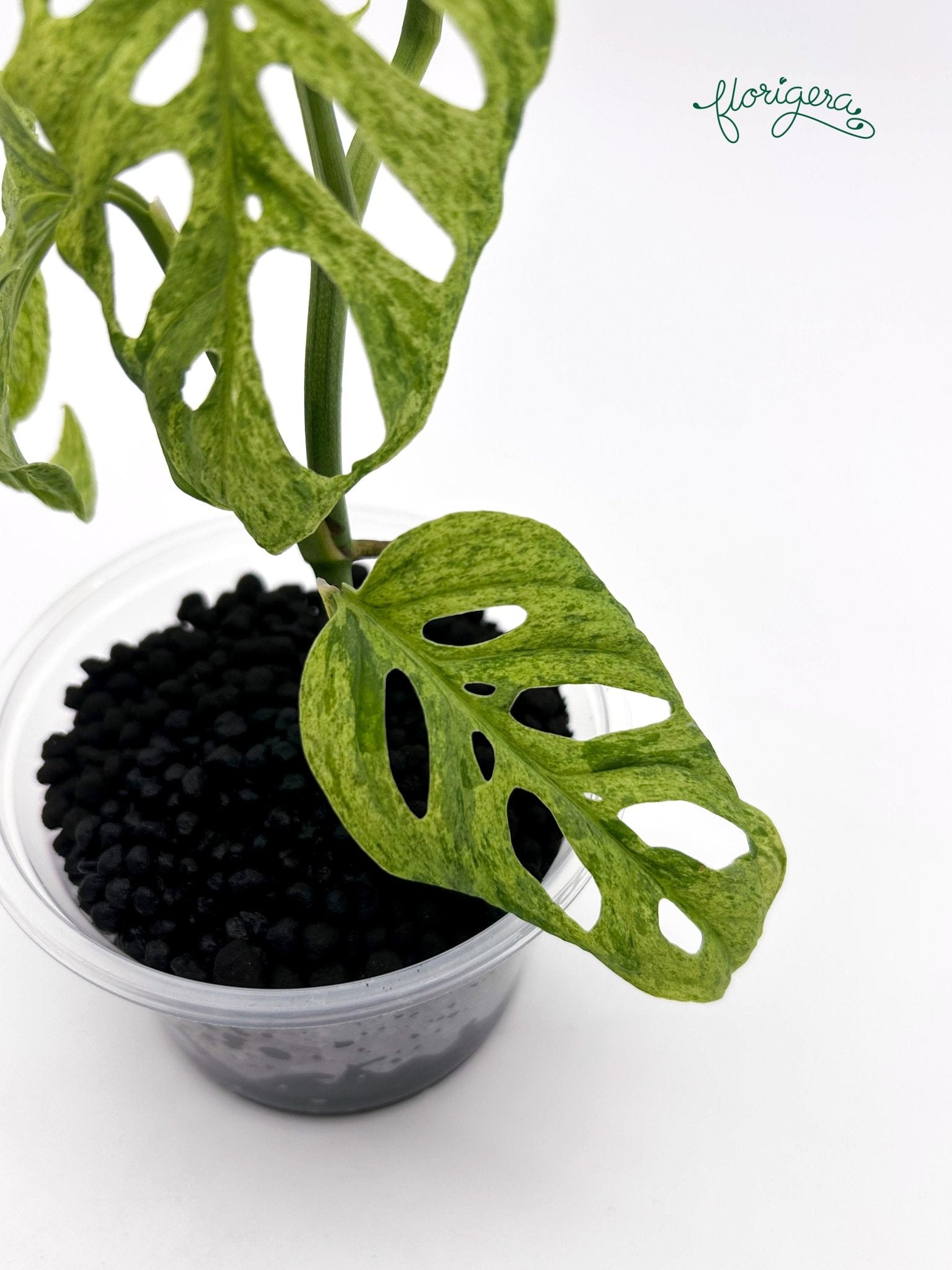 Monstera adansonii ‘Frozen Freckles’ - Florigera