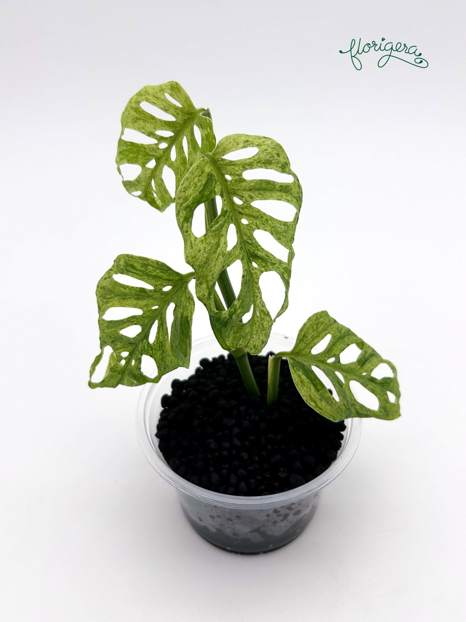 Monstera adansonii ‘Frozen Freckles’ - Florigera