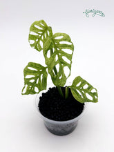 Monstera adansonii ‘Frozen Freckles’ - Florigera