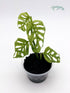 Monstera adansonii ‘Frozen Freckles’ - Florigera