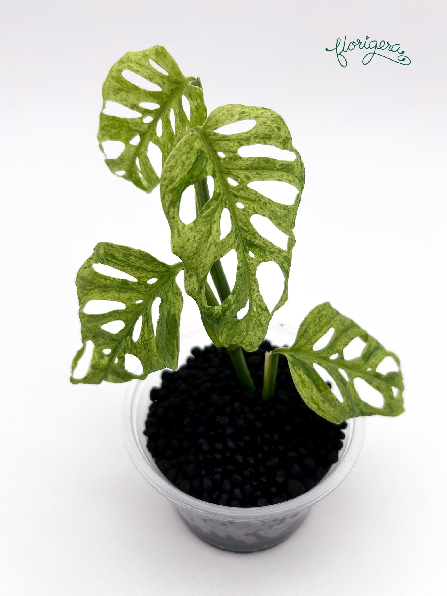 Monstera adansonii ‘Frozen Freckles’ - Florigera