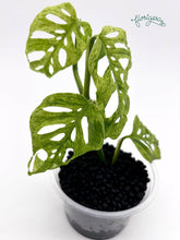Monstera adansonii ‘Frozen Freckles’ - Florigera