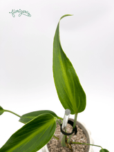 Monstera ‘Burle Marx Flame’ - Florigera