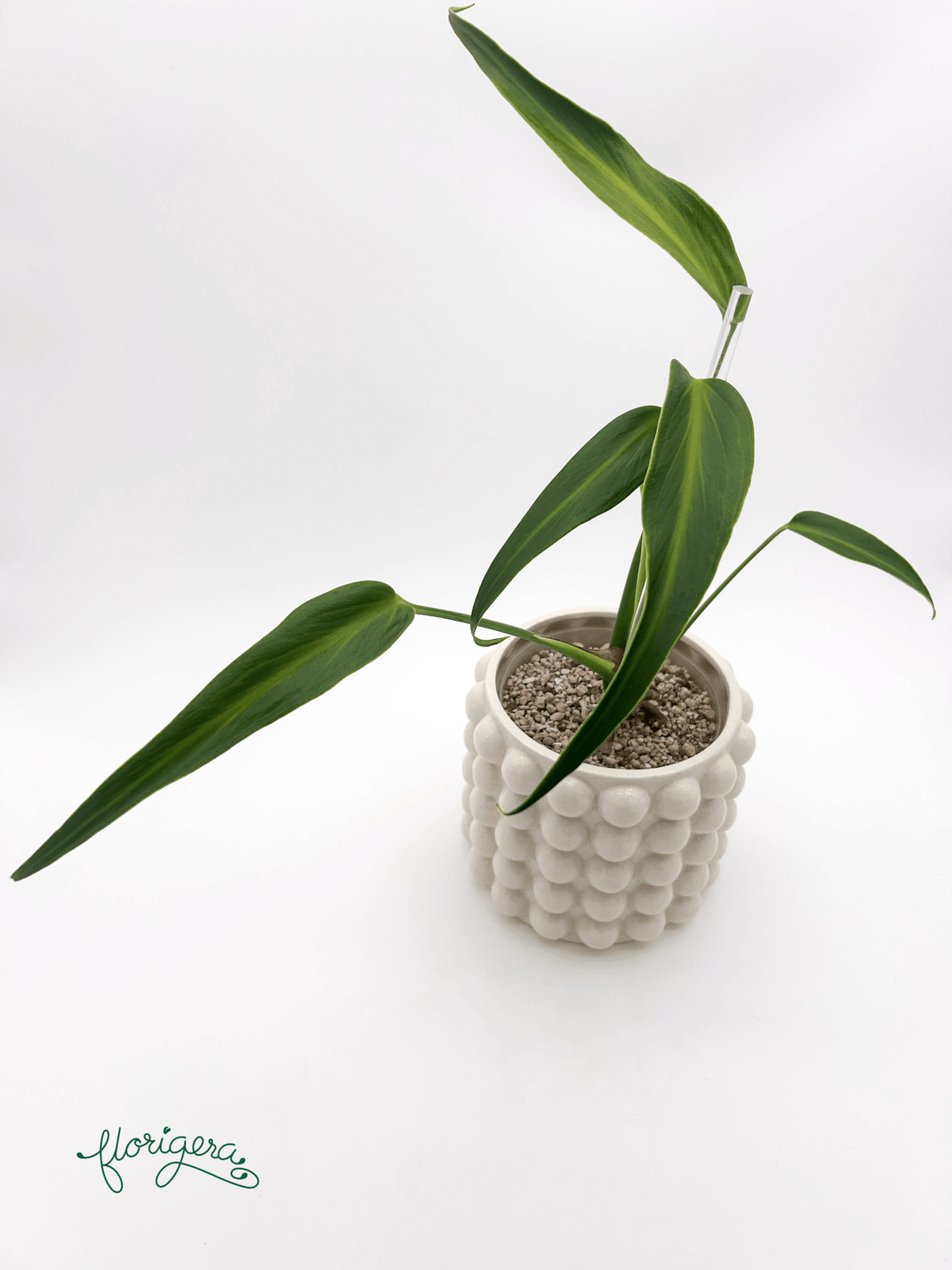 Monstera ‘Burle Marx Flame’ - Florigera