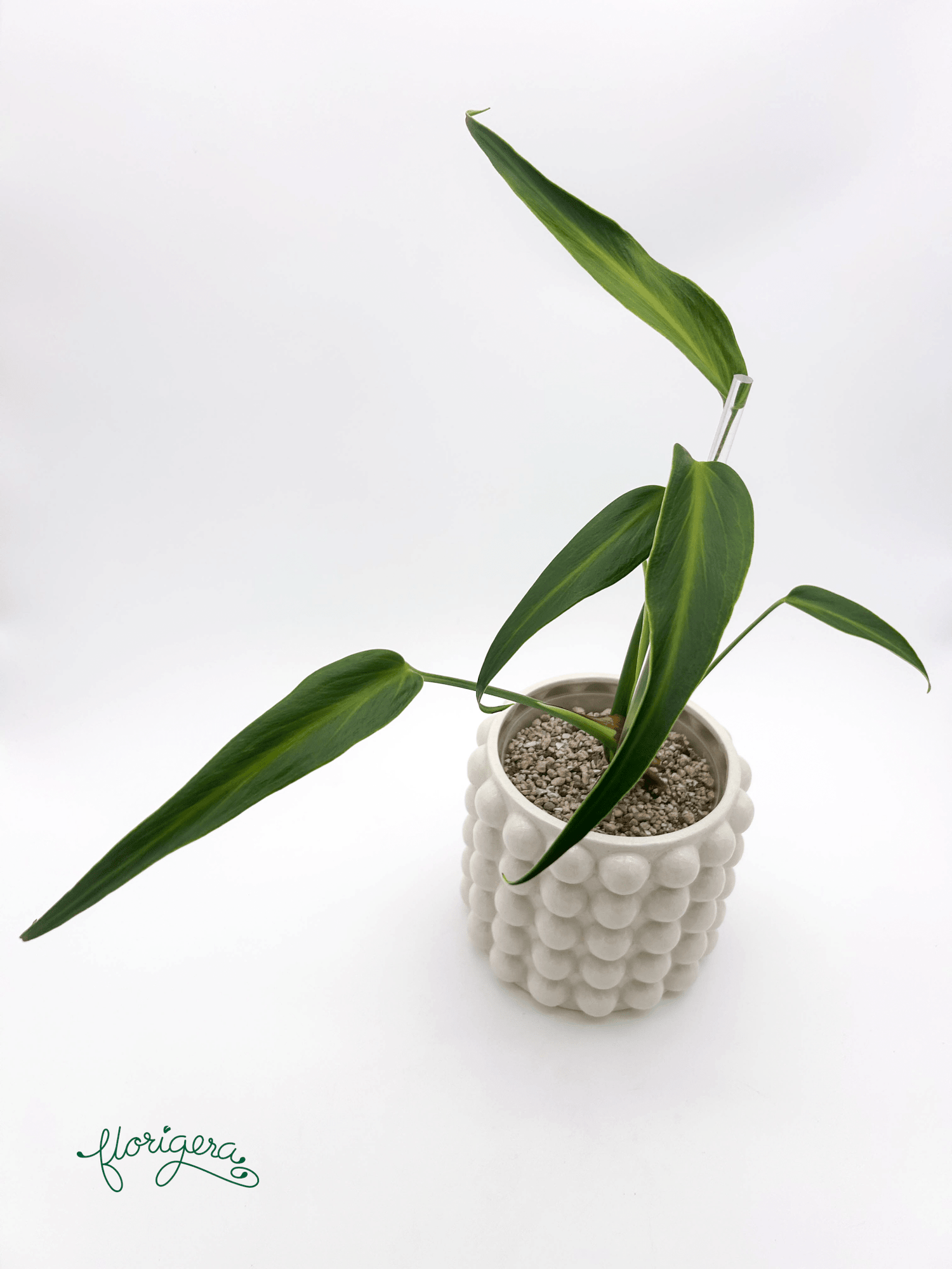 Monstera ‘Burle Marx Flame’ - Florigera