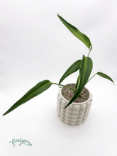 Monstera ‘Burle Marx Flame’ - Florigera