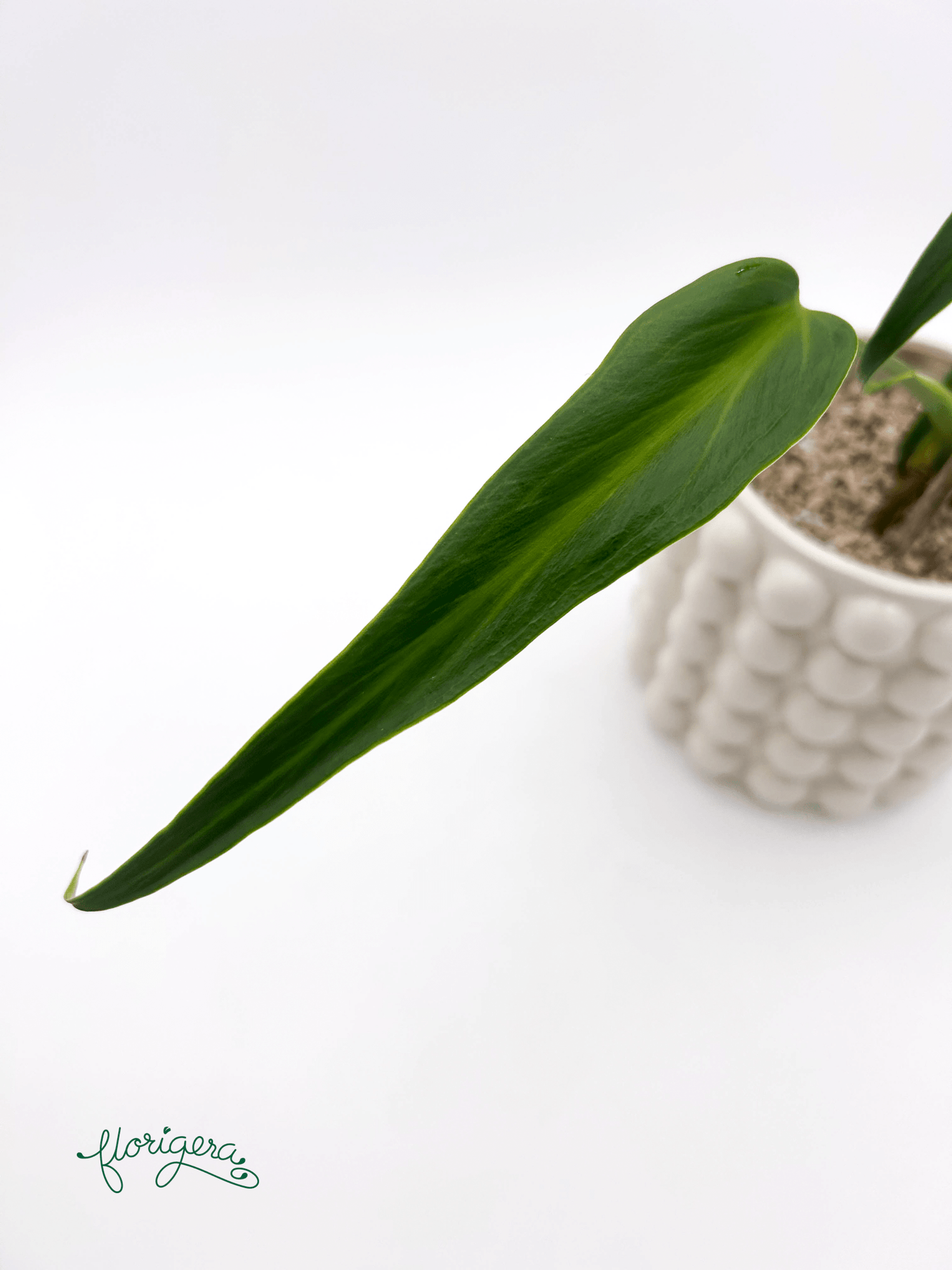 Monstera ‘Burle Marx Flame’ - Florigera