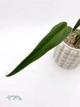 Monstera ‘Burle Marx Flame’ - Florigera