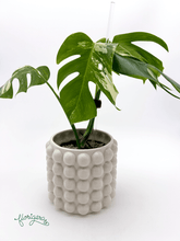 Monstera deliciosa ‘Albo - Variegata’ - Florigera