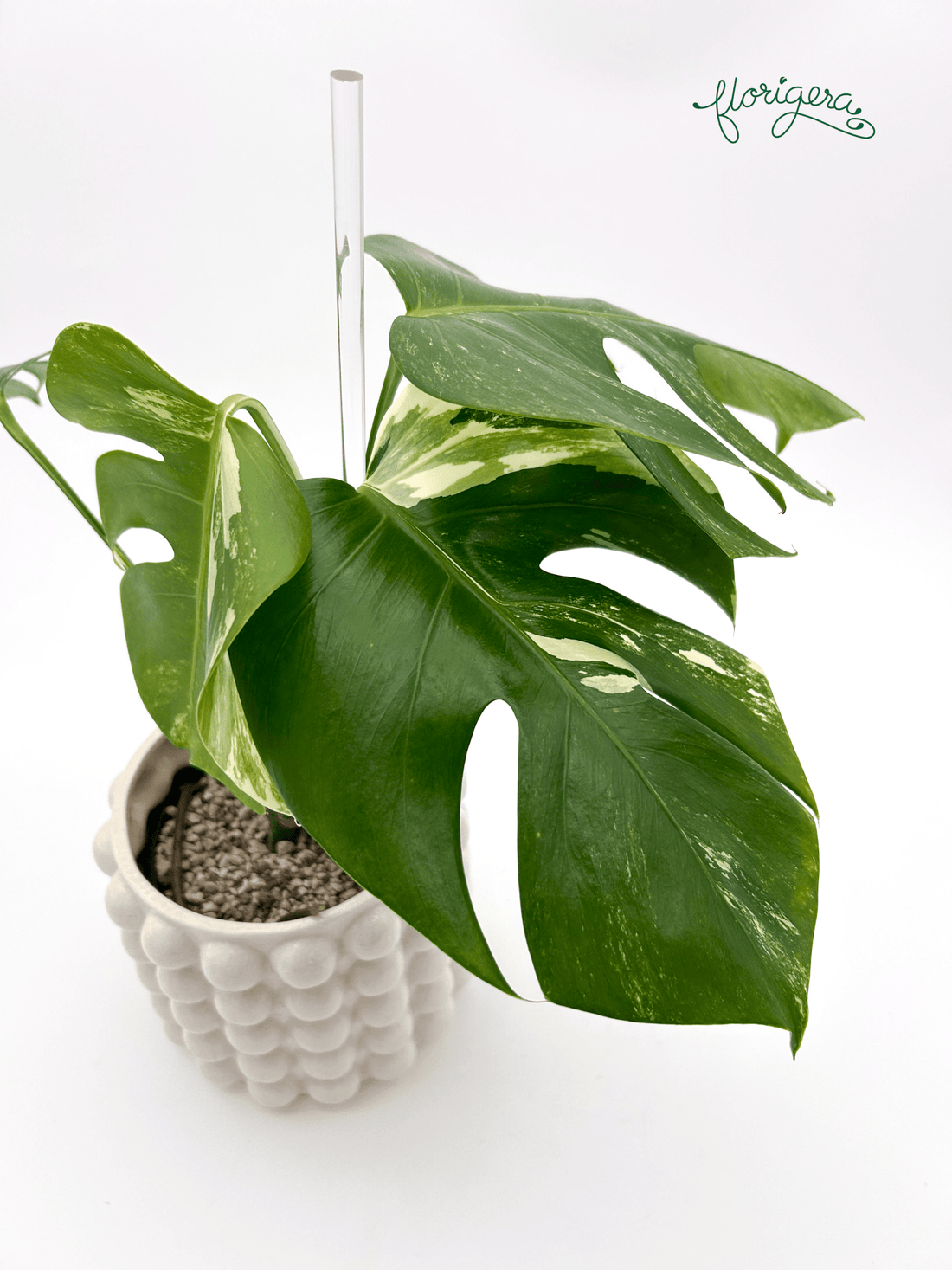 Monstera deliciosa ‘Albo - Variegata’ - Florigera