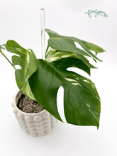 Monstera deliciosa ‘Albo - Variegata’ - Florigera