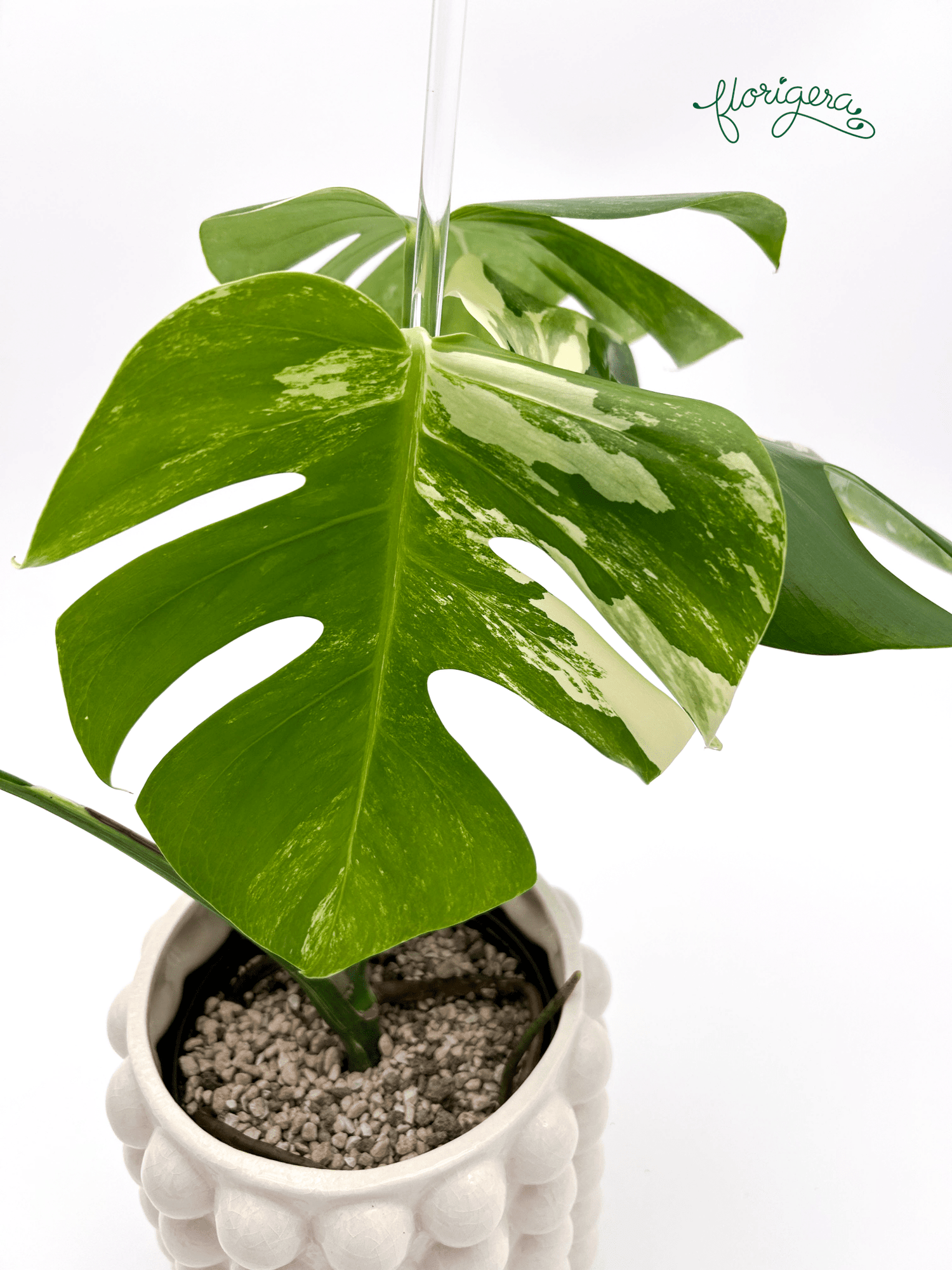 Monstera deliciosa ‘Albo - Variegata’ - Florigera