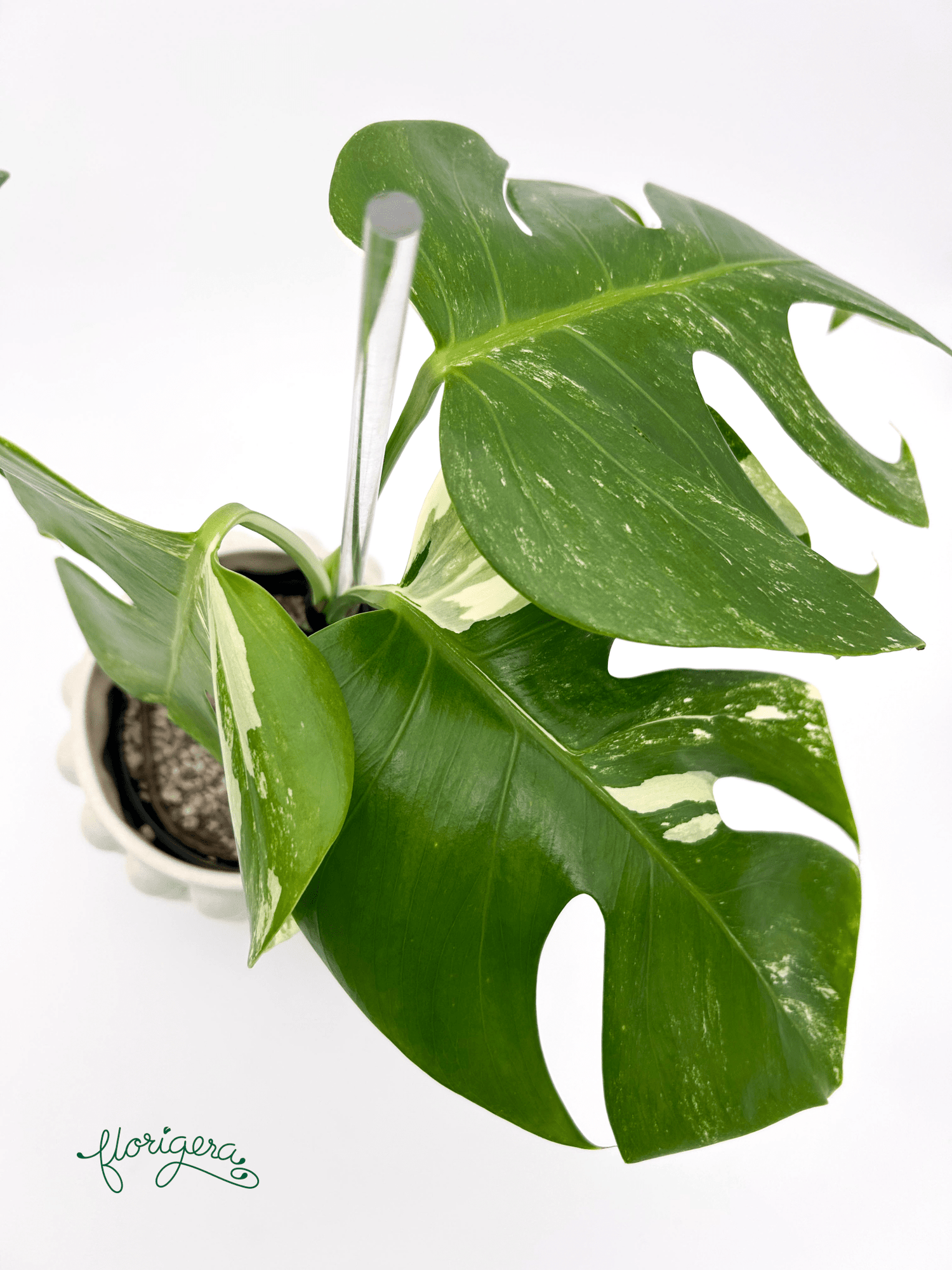Monstera deliciosa ‘Albo - Variegata’ - Florigera