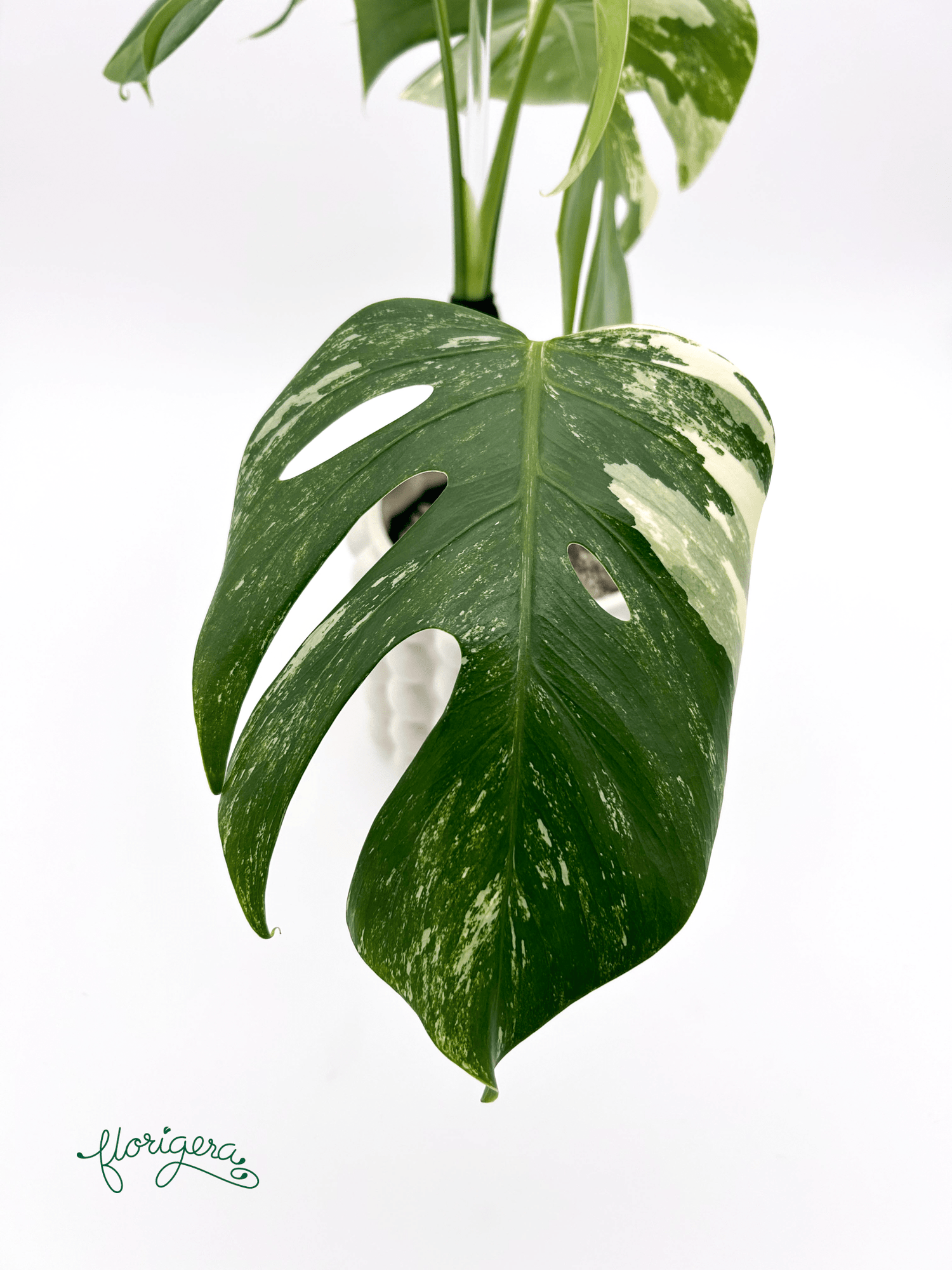 Monstera deliciosa ‘Albo - Variegata’ - Florigera