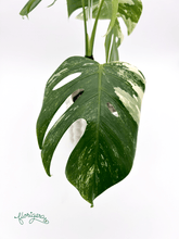 Monstera deliciosa ‘Albo - Variegata’ - Florigera
