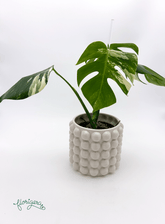 Monstera deliciosa ‘Albo - Variegata’ - Florigera