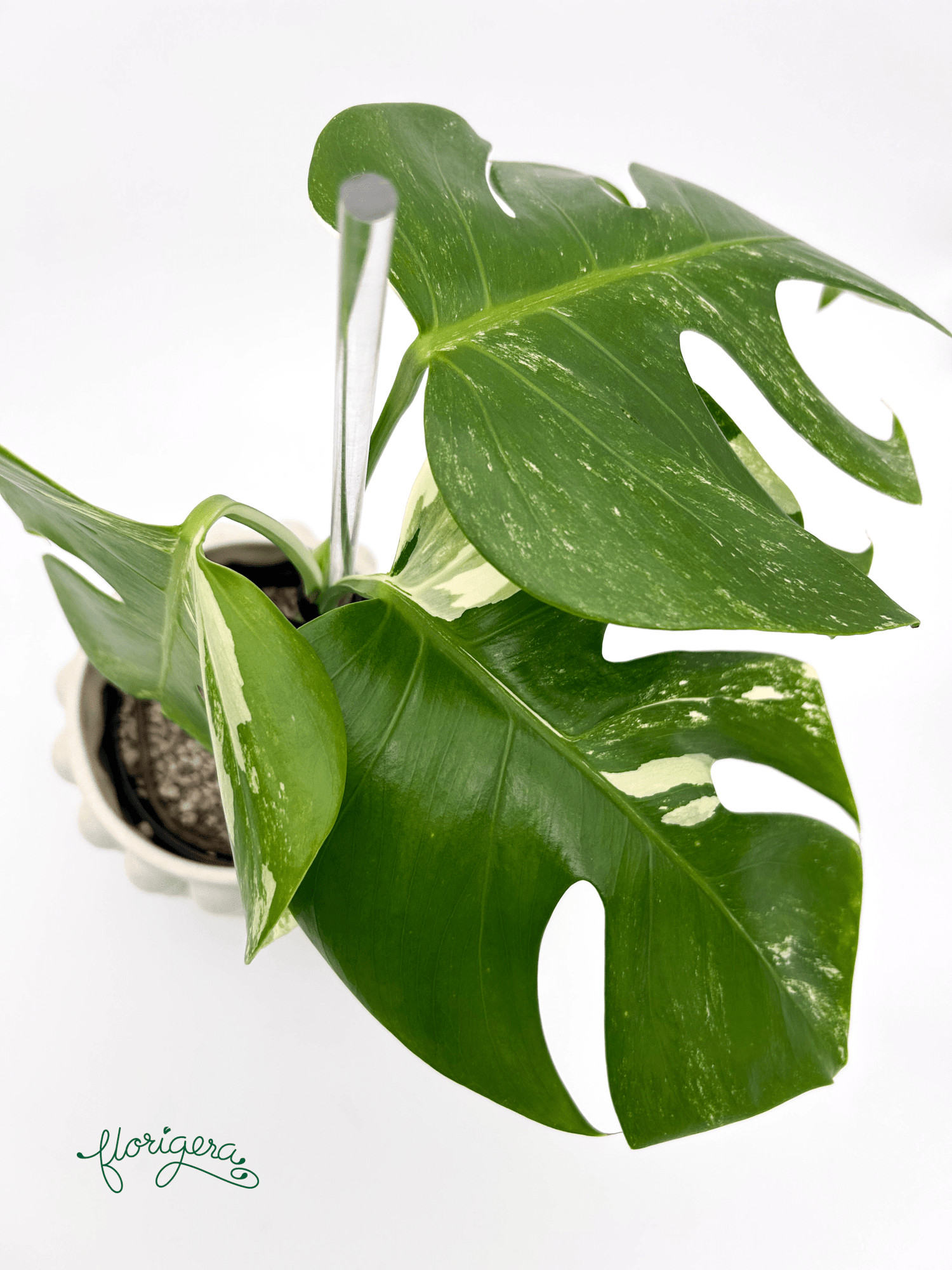 Monstera deliciosa ‘Albo - Variegata’ - Florigera
