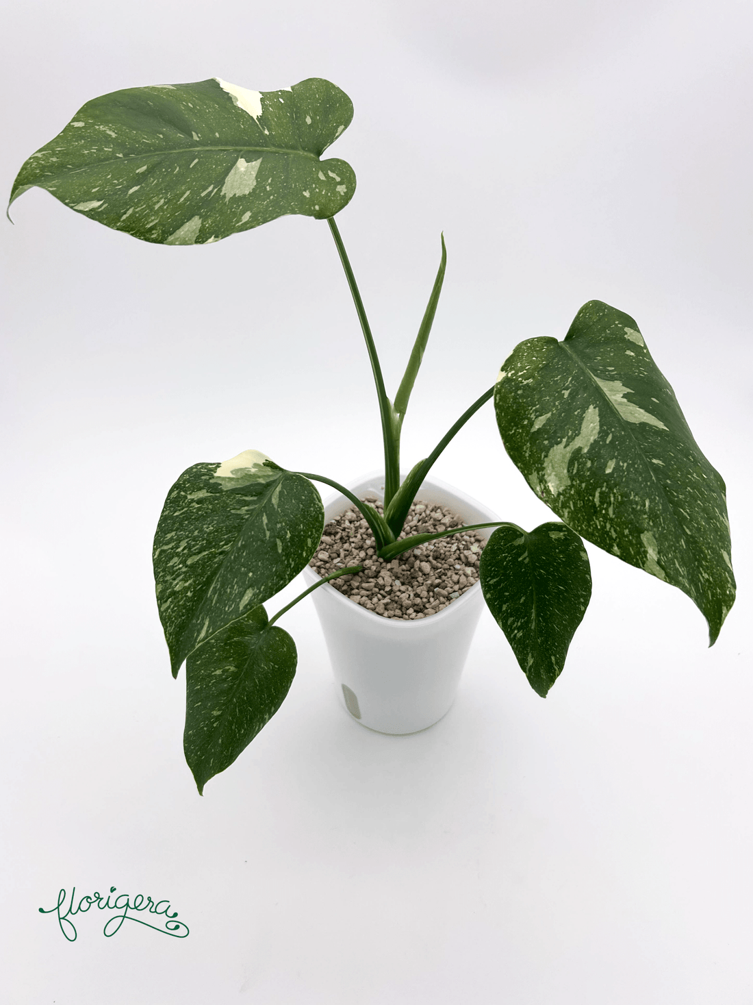 Monstera deliciosa ‘Thai Constellation’ - baby rastlinka - Florigera
