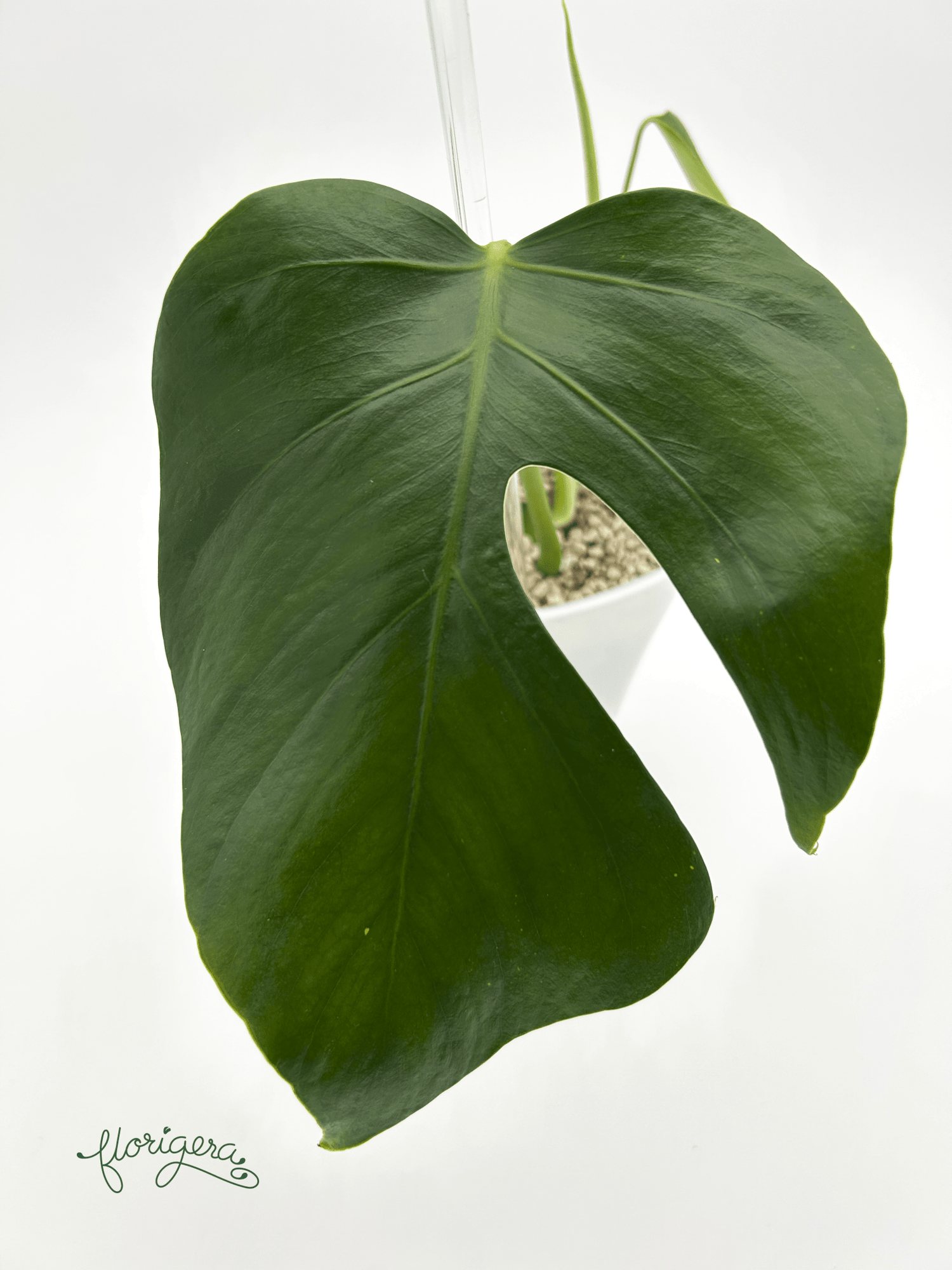 Monstera deliciosa var. Sierana ‘Hawaii’ - Florigera