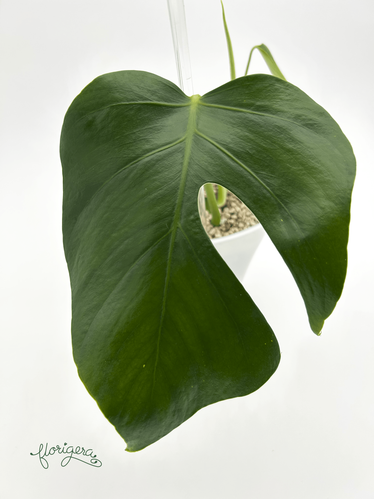 Monstera deliciosa var. Sierana ‘Hawaii’ - Florigera