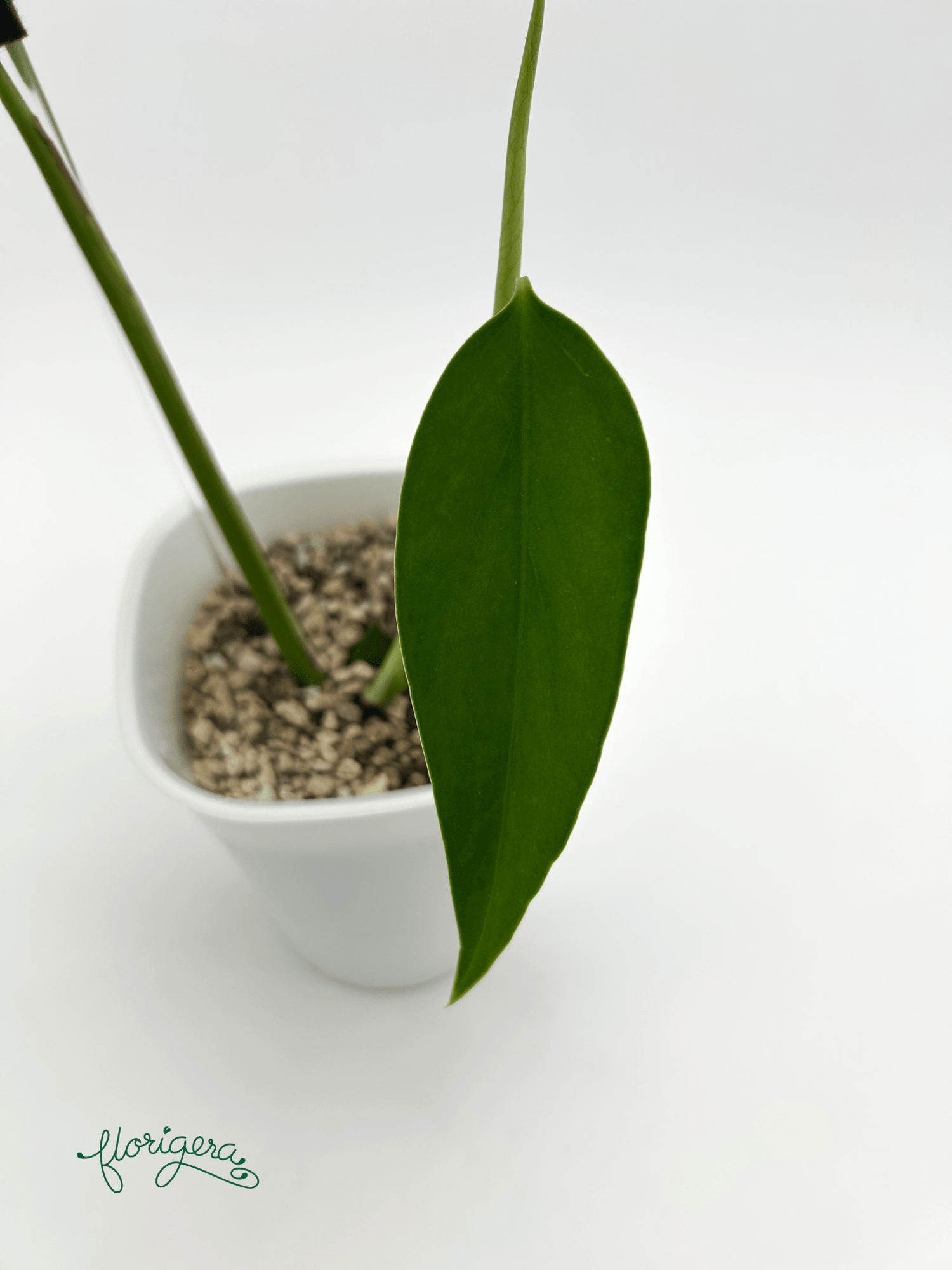 Monstera deliciosa var. Sierana ‘Hawaii’ - Florigera