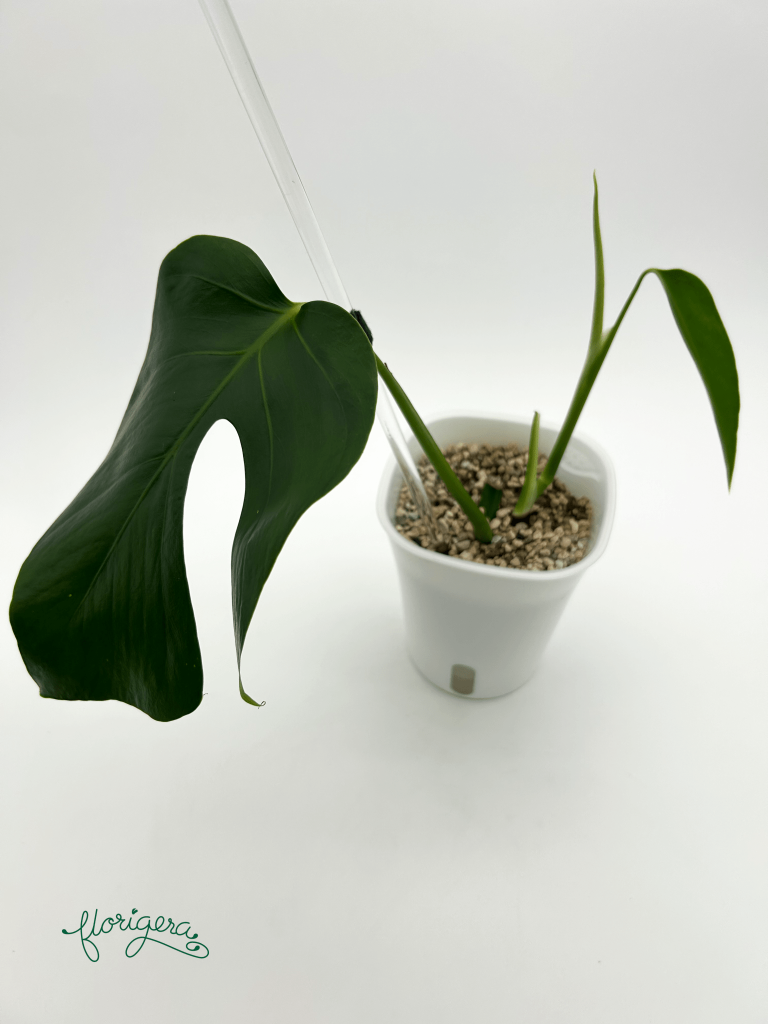 Monstera deliciosa var. Sierana ‘Hawaii’ - Florigera