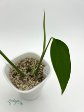 Monstera deliciosa var. Sierana ‘Hawaii’ - Florigera