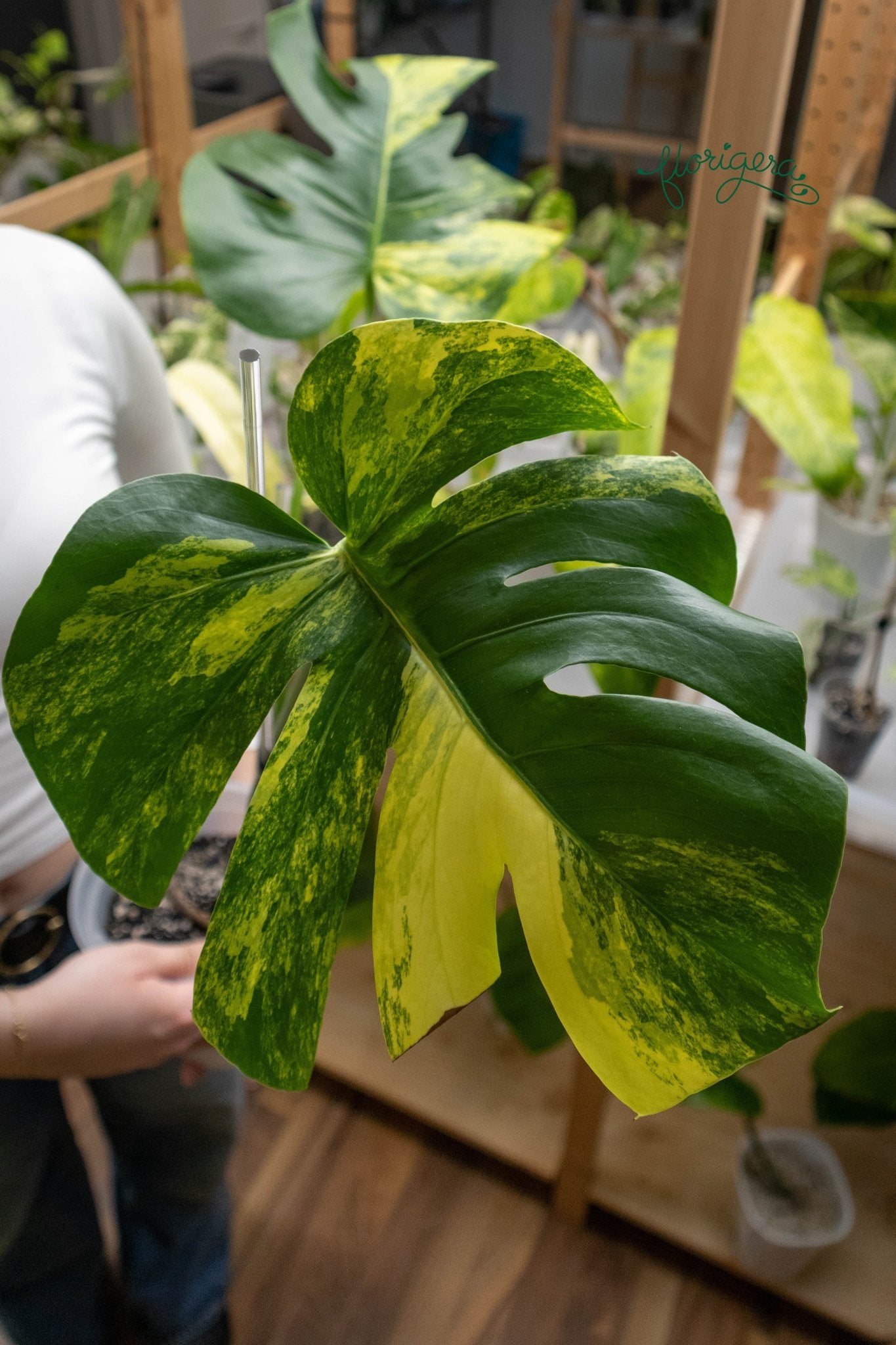 Monstera deliciosa &