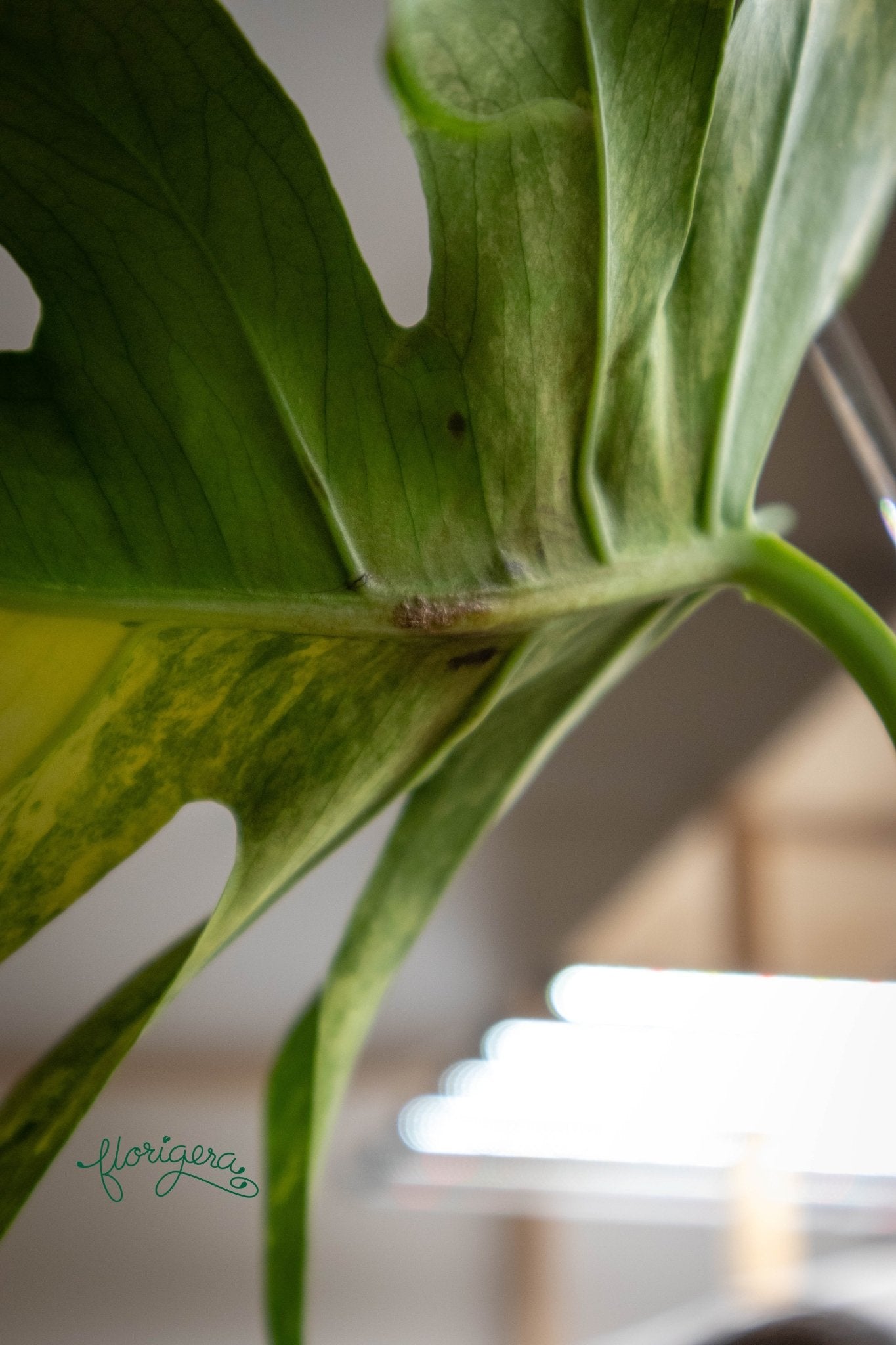 Monstera deliciosa &